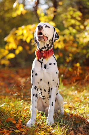 Sitting dalmatian dog at the walk in autumn parkの写真素材