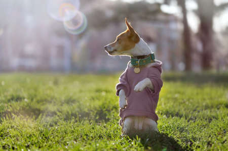 Puppy wearing violet hoodie standing on hind legs at tha lawn