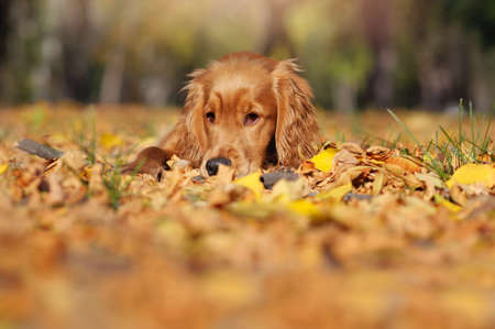 Close-up portrait of english spaniel puppy laying in the autumn foliageの写真素材