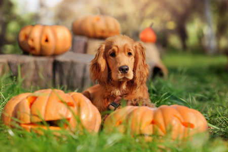 English spaniel puppy laying with carved Halloween pumpkins at the lawnの写真素材