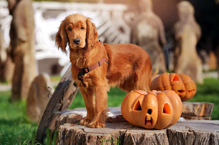 English spaniel dog standing at the Halloween decorationsの写真素材