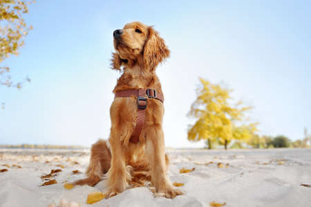Low angle view of english spaniel sitting at the autumn sandy beachの写真素材