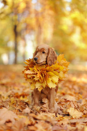 English spaniel wearing leaves wreath as a collarの写真素材