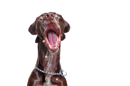 Close-up portrait of a pointer dog catching flying foodの写真素材