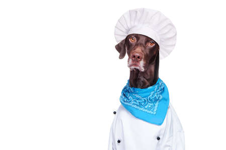 Dog wearing chef outfit isolated on whiteの写真素材