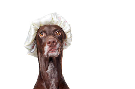 Close-up portrait of a pointer dog wearing plastic shower hatの写真素材