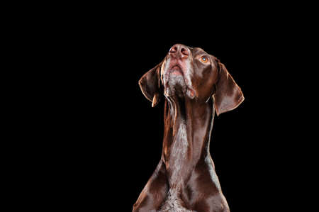 Close-up portrait at the black background of a pointer dog looking up to the copy space area