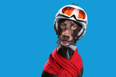Head portrait of a dog in a ski helmet and red scarfの写真素材