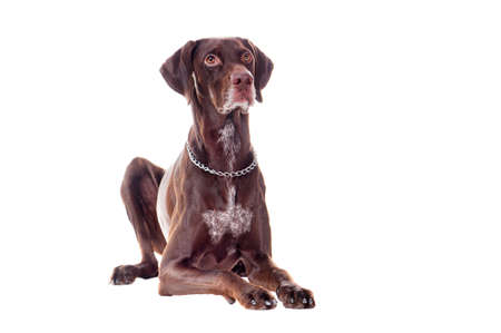 Pointer dog laying on the floor isolated on whiteの写真素材