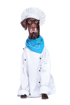 Full length picture of sitting pointer dog wearing chef uniformの写真素材