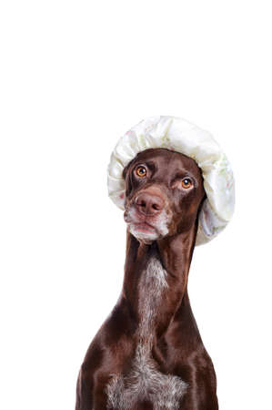 Vertical picture of a dog in a shower hat against white backgroundの写真素材
