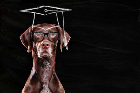 Head portrait of a pointer dog with chalk paint of mortar boardの写真素材
