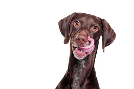 Head portrait of a pointer dog showing his tongue being hungryの写真素材