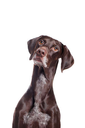 Pointer dog looking upの写真素材