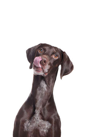 Hungry pointer dog portraitの写真素材