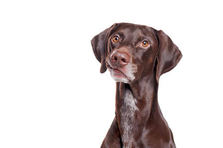 Portrait of a pointer dog making funny grimaceの写真素材