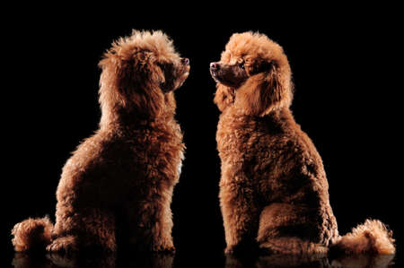 Brown poodle looking at himself after grooming procedures against black backgroundの写真素材