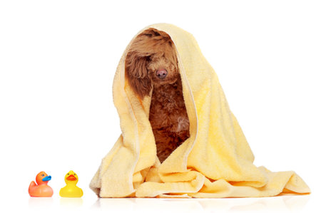Pretty poodle dog coveder by yellow towel isolated on whiteの写真素材