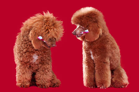 Poodle with a toothbrush before and after groomingの写真素材