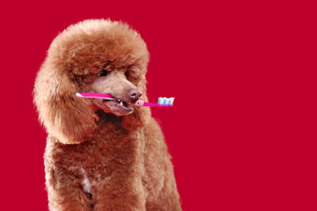Closeup portrait of a poodle holding toothbrush in mouth against red backgroundの写真素材