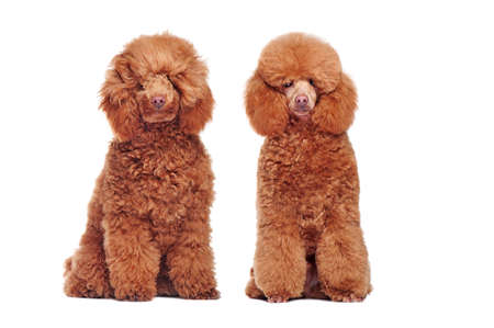 Coolage of the same poodle dog before and after groomingの写真素材