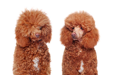 Headshot comparison of a poodle before and after groomingの写真素材