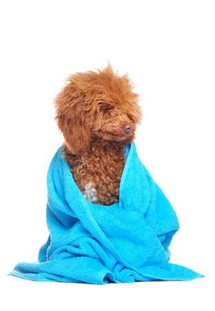 Poodle in blue towel looking to the side to the copy space areaの写真素材