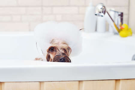 Yorkshire Terrier sitting in the bath tube full of foamの写真素材