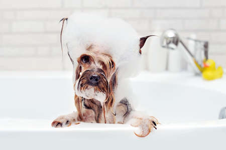 Pretty Yorkshire Terrier having bathの写真素材