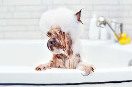 Yorkshire Terrier with foam on head having a bathの写真素材