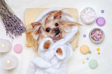 Pretty Yorkshire Terrier dressed in bathrobe laying at the SPA proceduresの写真素材