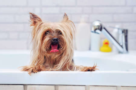 Hairy Yorkshire Terrier having bathの写真素材
