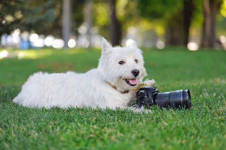 Side view picture of a dog with a professional photo cameraの写真素材