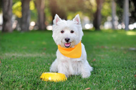 West highland terrier in yellow fabric collar having dinner at the lawnの写真素材