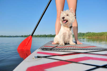 Close-up picture of a west highlanf terrier on the sup board against owner legsの写真素材