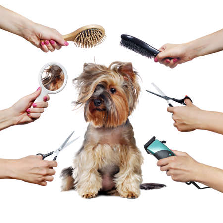 Pretty Yorkshire Terrier puppy and hands with groomer tools isolated on whiteの写真素材