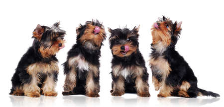 Group of hungry Yorkshire Terrier puppies sitting in a white studio Licking their facesの写真素材