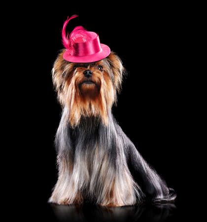 Sitting Yorkshire Terrier wearing little hat isolated on blackの写真素材