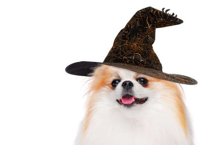 Head portrait of a spitz dog in witch hatの写真素材