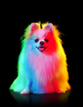 Creative colorful lightning portrait of a long haired spitzの写真素材