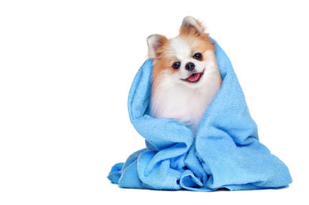 Cute long haired spitz in blue towel isolated on whiteの写真素材