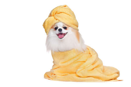 Spitz with a towel and towel hat onの写真素材