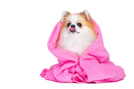 Spitz showing tongue wrapped in pink backgroundの写真素材