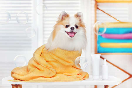 Pretty spitz in the grooming salon after bathingの写真素材
