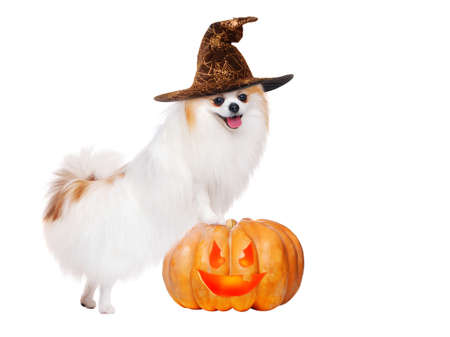 white spitz wearing witch hat standing on halloween pumpkinの写真素材