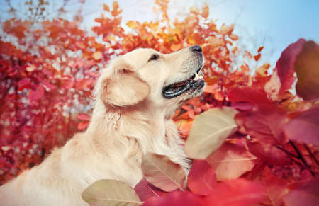 Side view portrait of a golden retriever at the autumn forestの写真素材