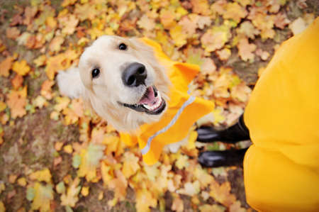 View from above of a golden retriever in raincoat with the owner in rubber bootsの写真素材