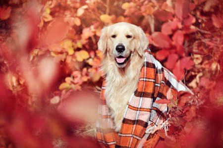 Pretty gorlden retriever with plaid on at autumn foliage backgroundの写真素材