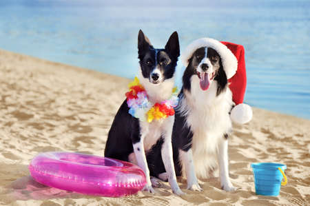 A family of dogs having a tropical Christmas vacation