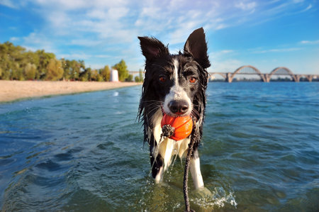 Border collie holding chewing ball in teethの写真素材
